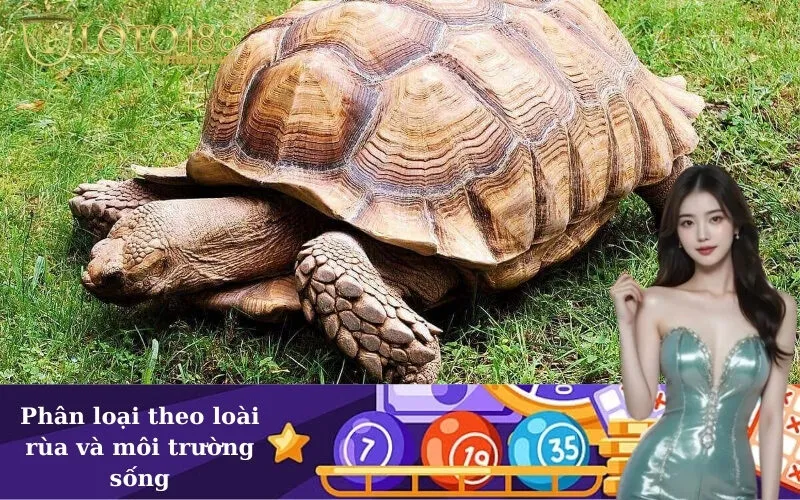 Phân loại theo loài rùa và môi trường sống